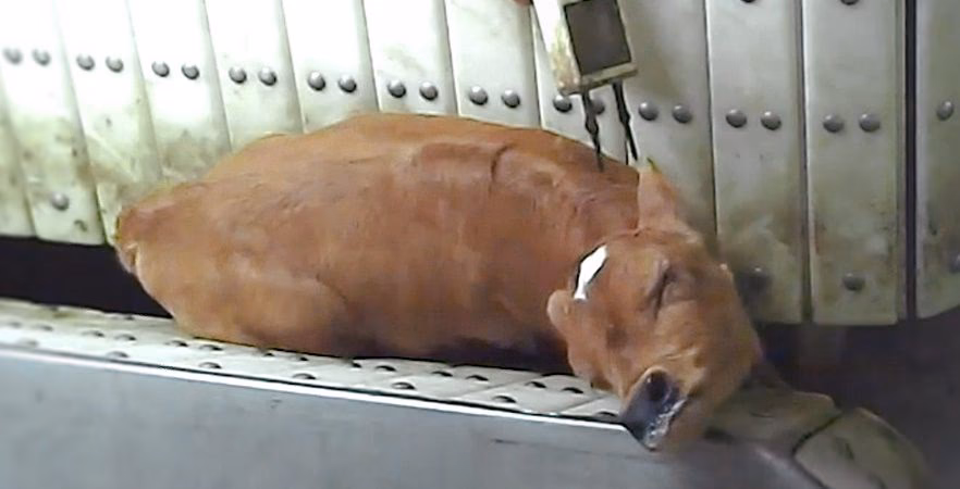 What happened at a halal abattoir?