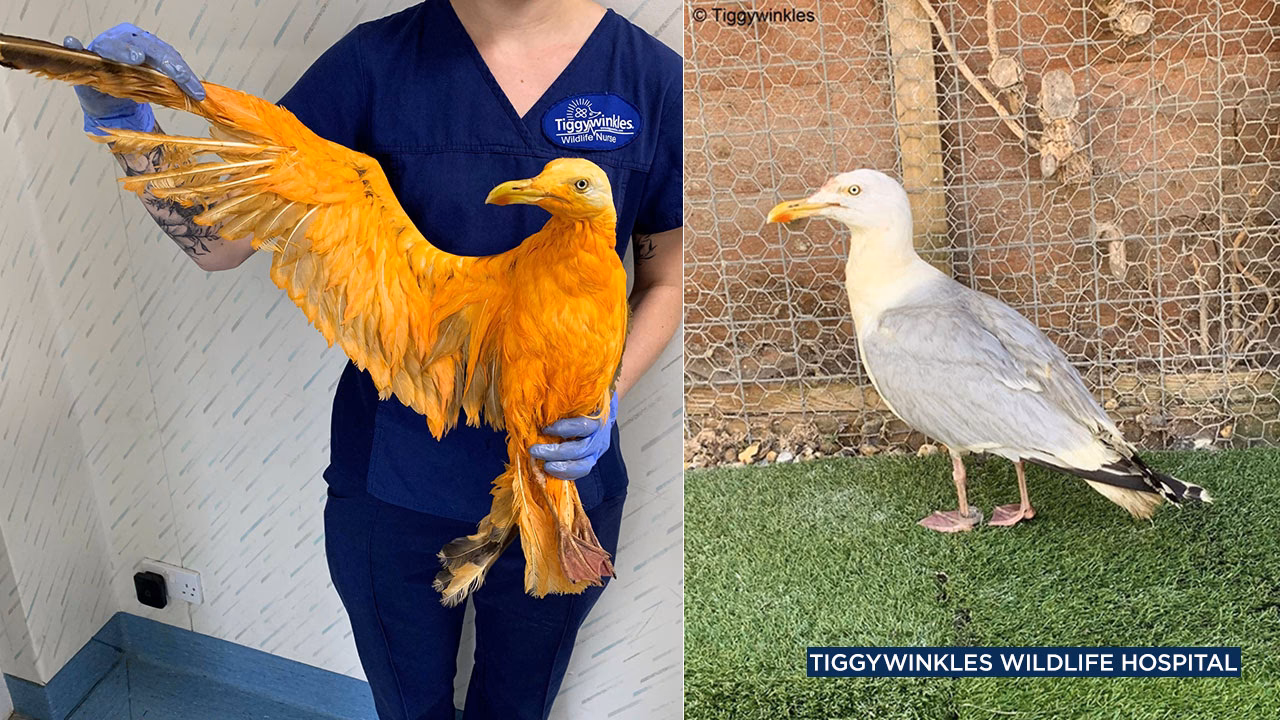 How do you make the world's oldest Curry?