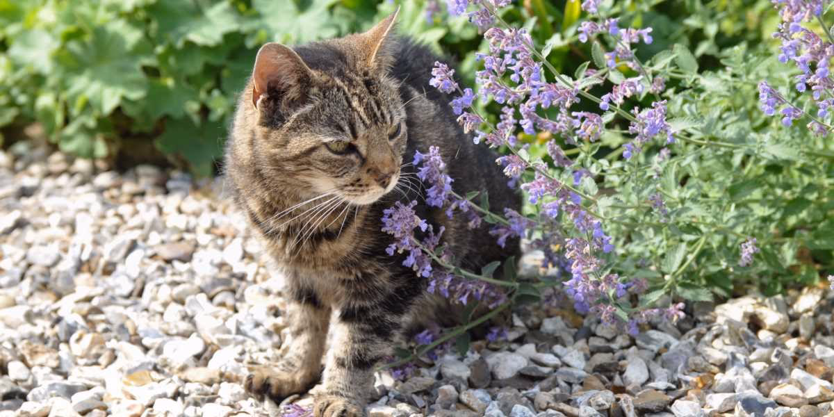 Which herbs are toxic to cats?
