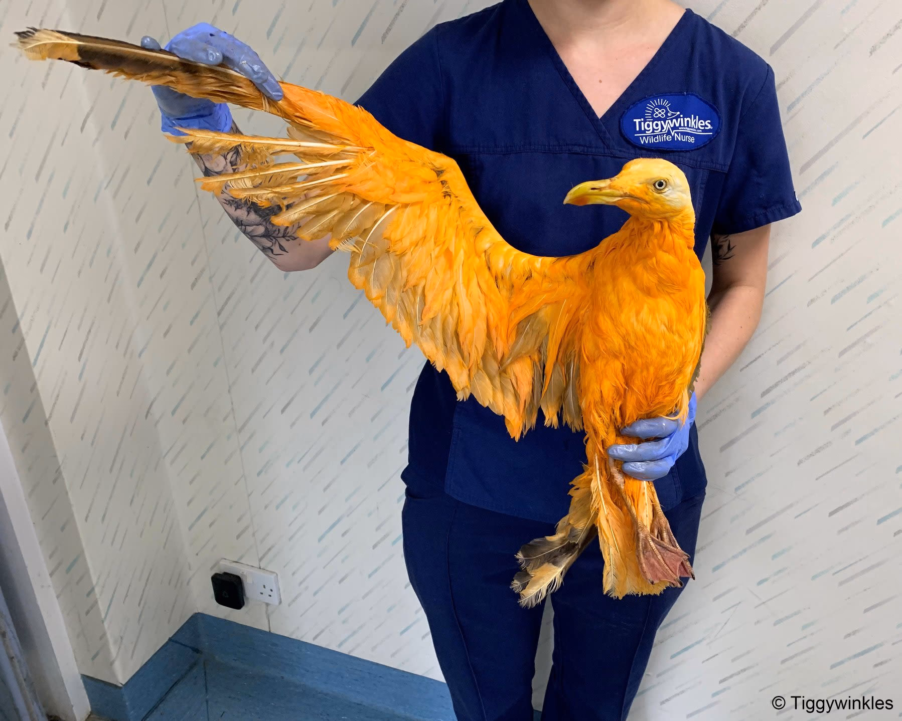 Did a seagull eat tikka masala?