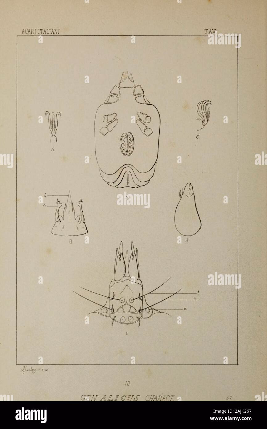 What spices are in sugar plums?