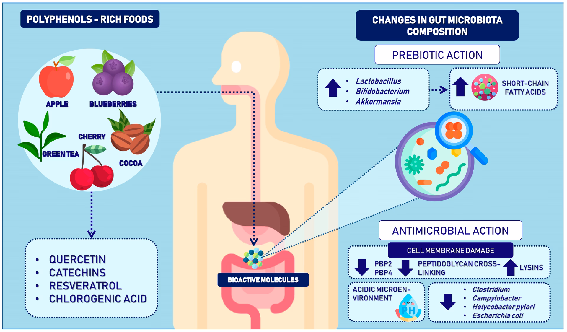 Does spice blend inhibit enzymes critical for fat digestion in the small intestine?