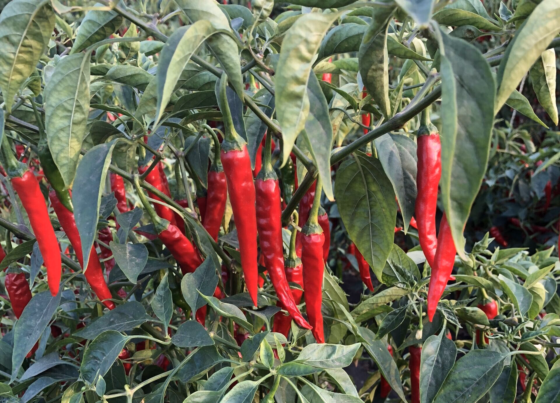 Who is European spice services NV?