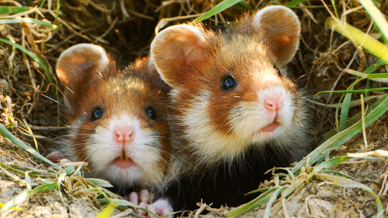 What is the European Commission's first coordinated control plan on herbs & spices?