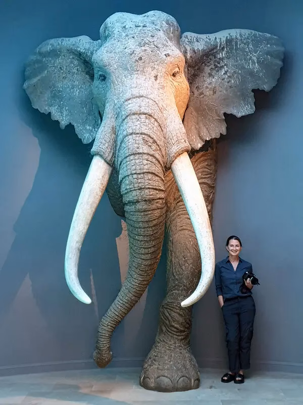 What causes elephant extinction?