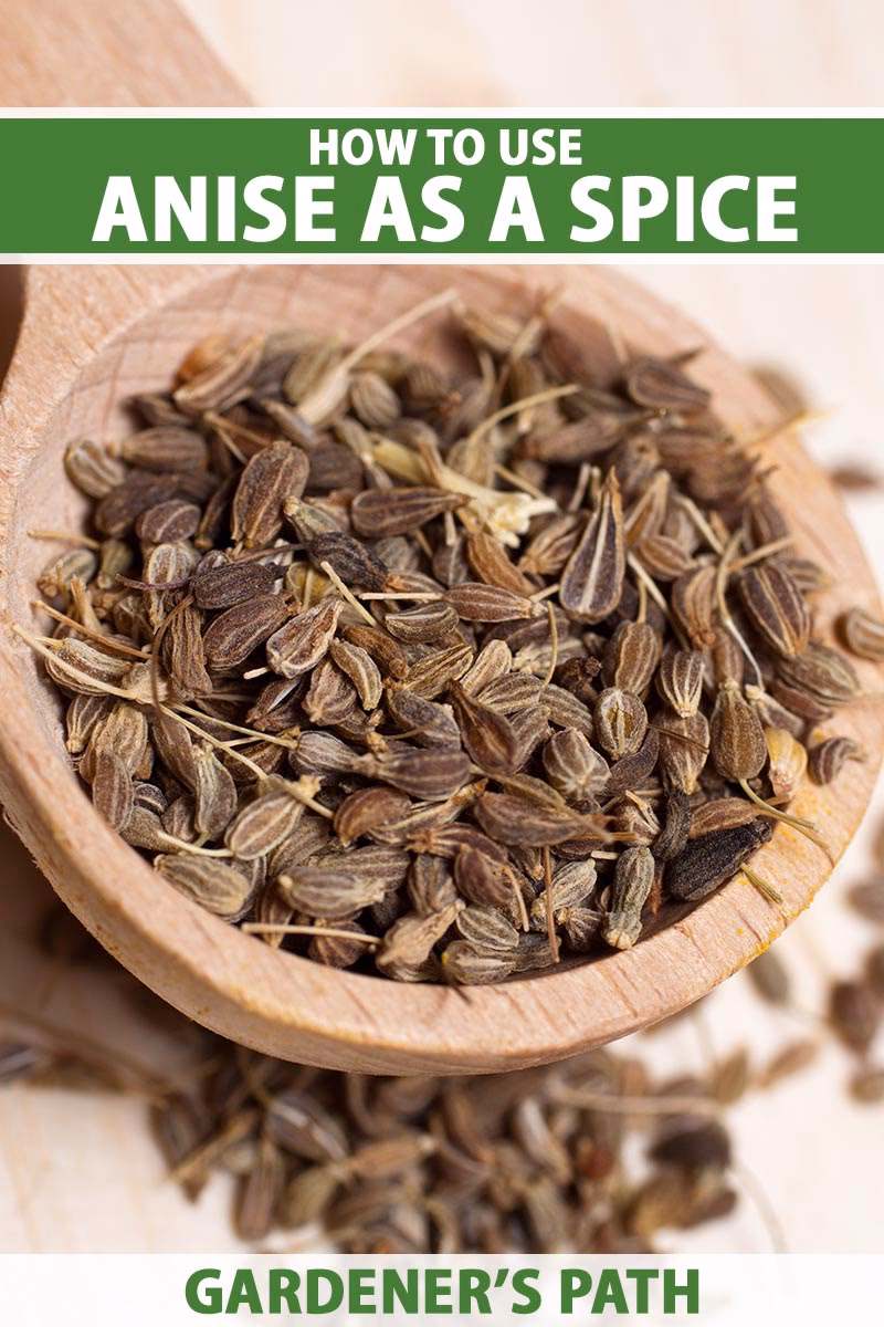 What does anise taste like?