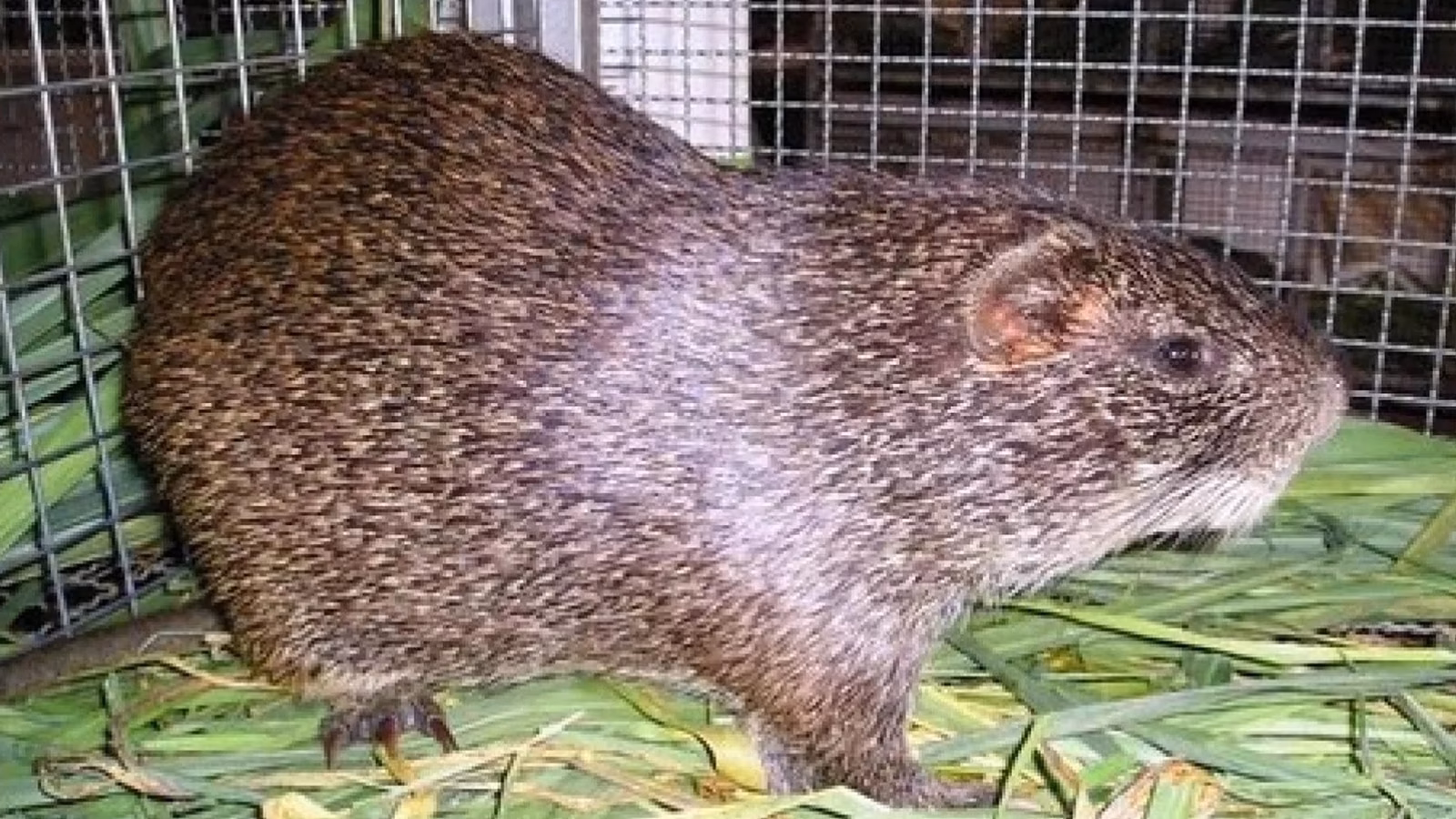 Are grasshoppers halal?