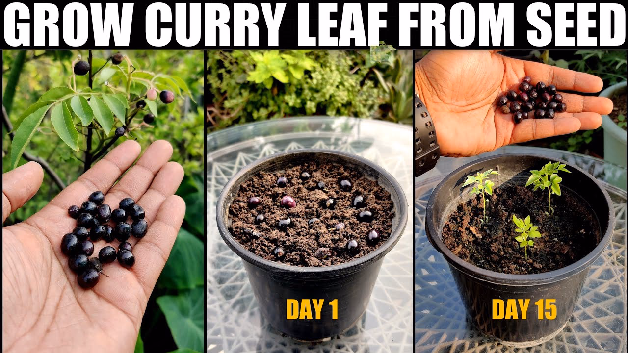 What is a curry leaf tree?