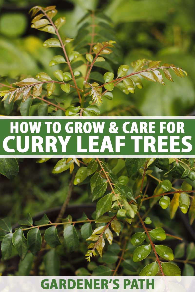 Can you grow curry leaves in your own yard?