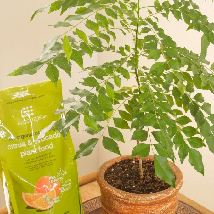 Are dried bay leaves a good substitute for curry leaves?