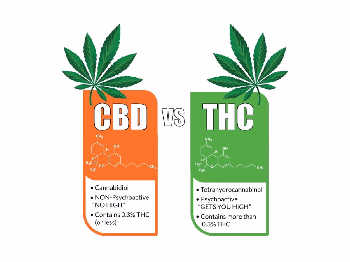 Is CBD oil an intoxicant?