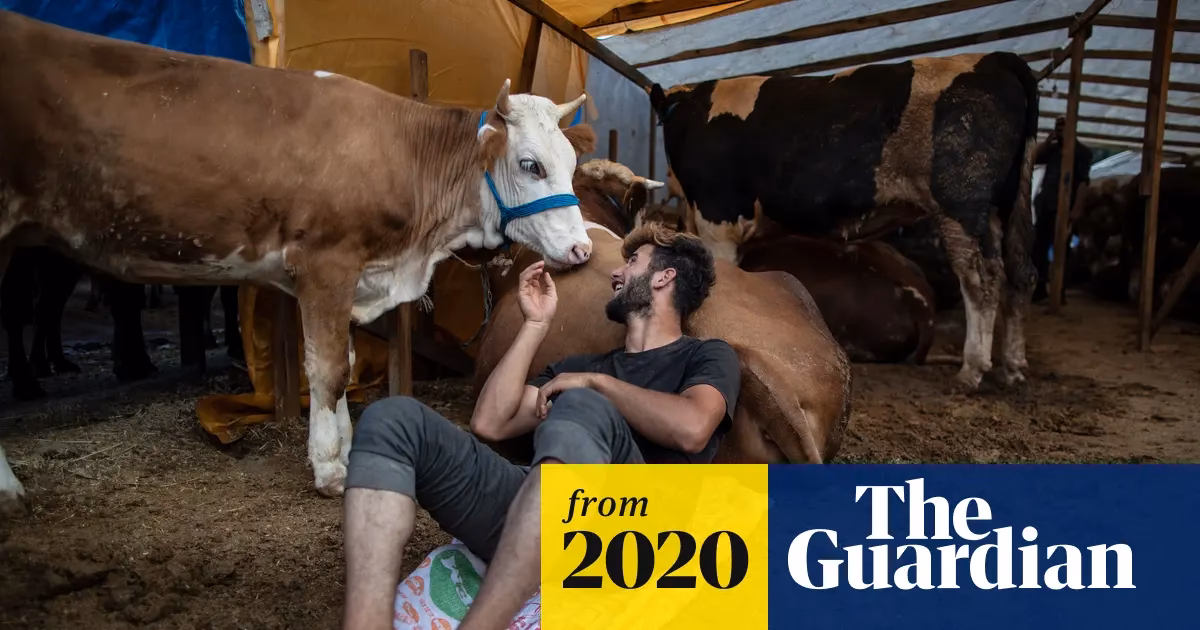 How is halal meat killed in Islam?