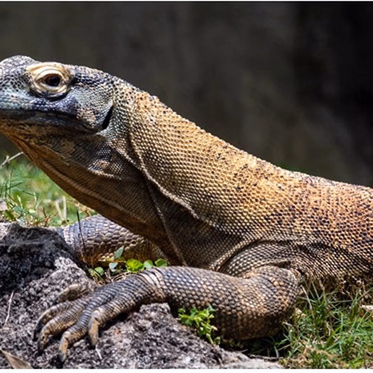 Mengapa biawak menjadi haram?