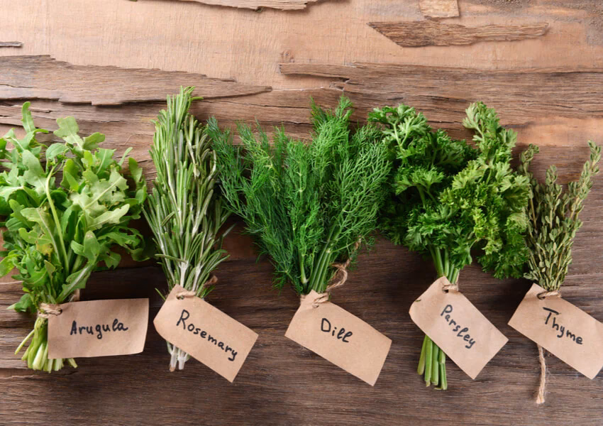 What are the most aromatic herbs?