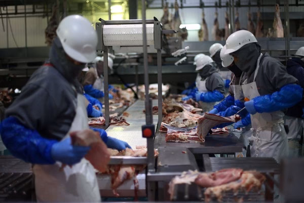 Is machine slaughter halal?